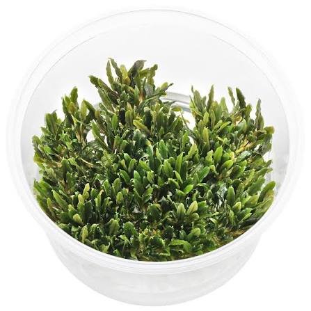 Mini Catherine Aquatic Plant