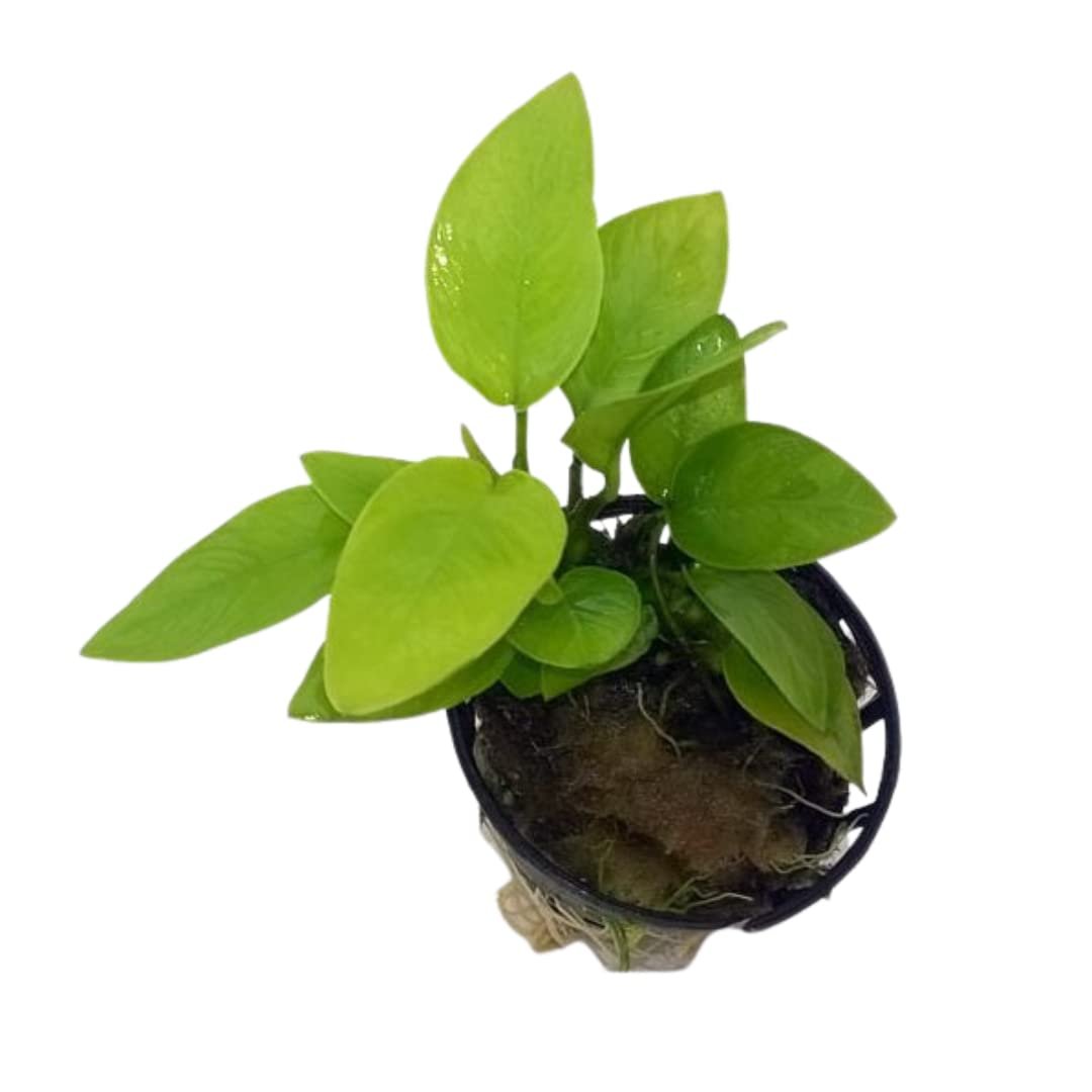 Anubias Nana Golden Pot