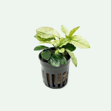 Anubias Pinto Aquarium Plant