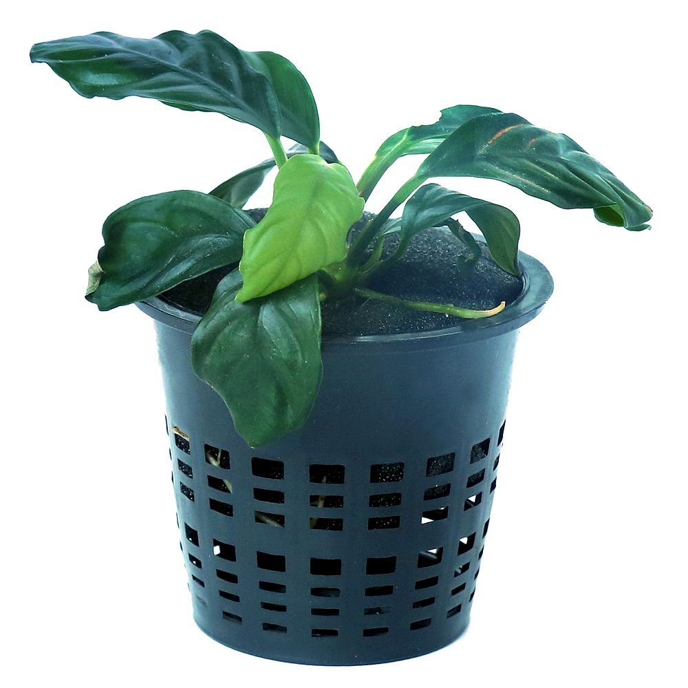 Anubias Congensis Super Mini Pot