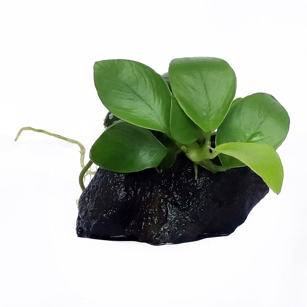 Anubias Shell Aquarium Plant