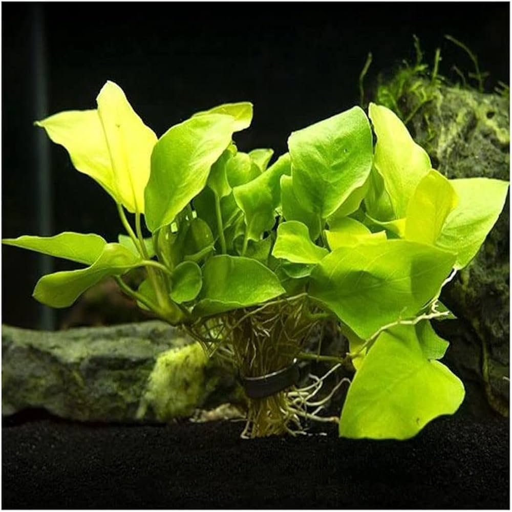 Anubias Nana Golden Mini Pot
