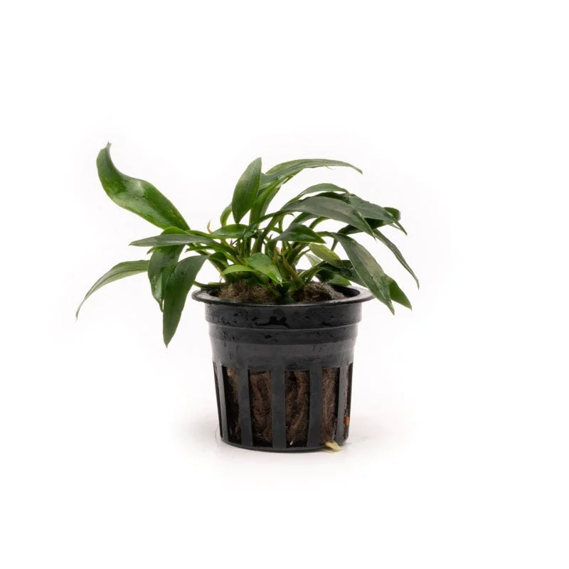 Anubias Chilli