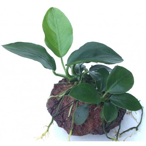 Anubias Nana Pot