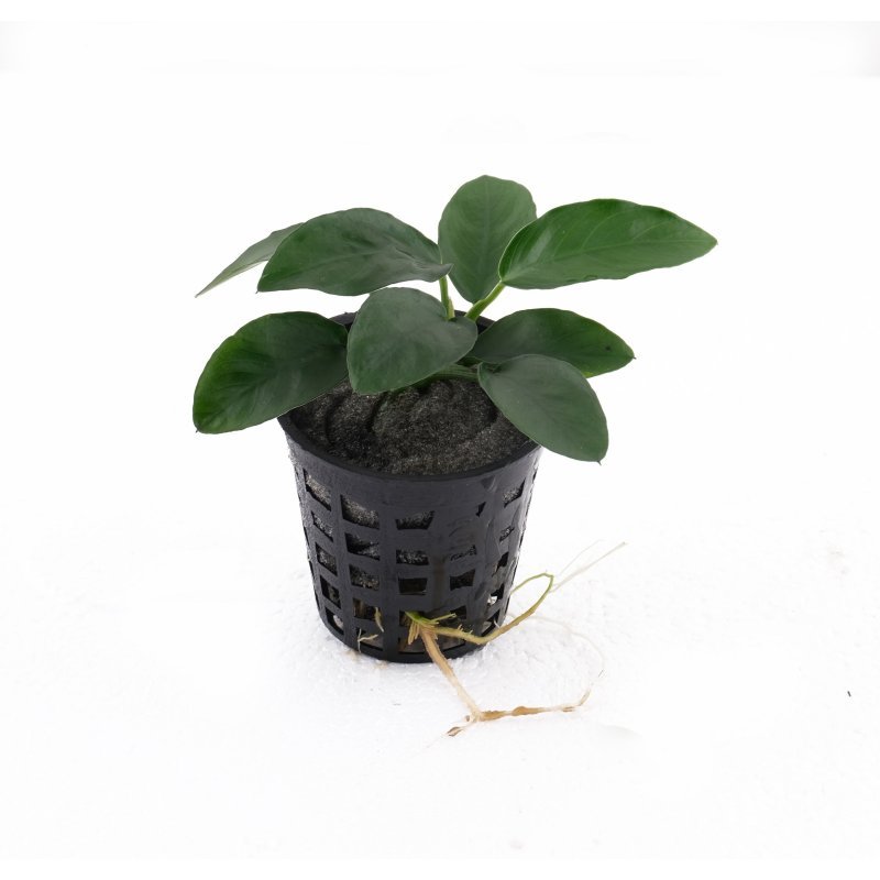 Anubias Nana Black Pot