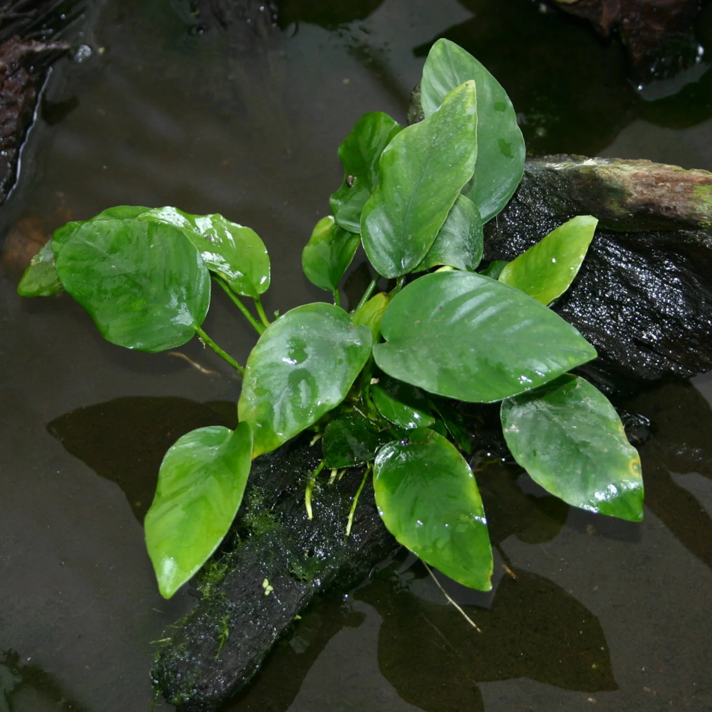Anubias Var Classic
