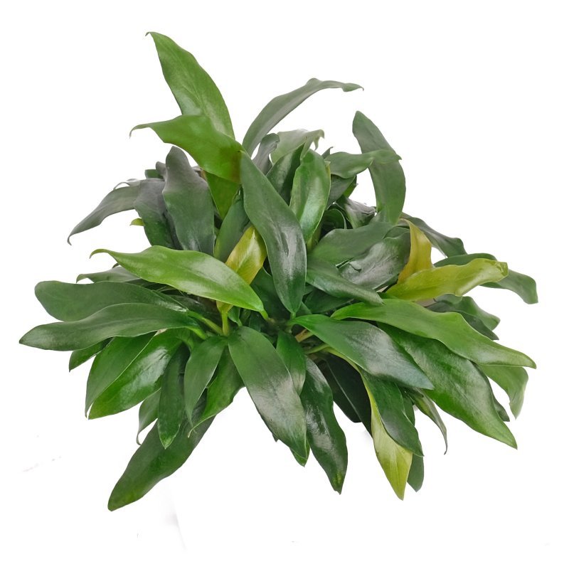 Anubias Dragon Claw Pot