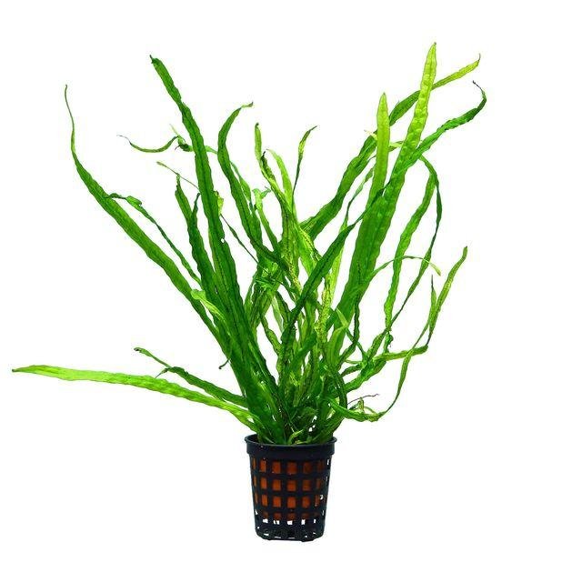 Needle Leaf Fern L