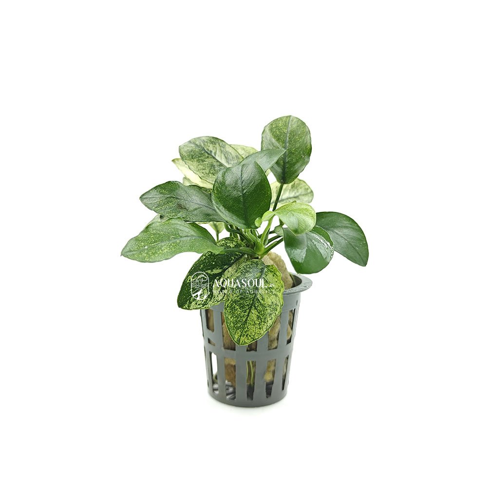 Anubias Nana Pangolino Pot