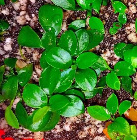 Anubias Panda