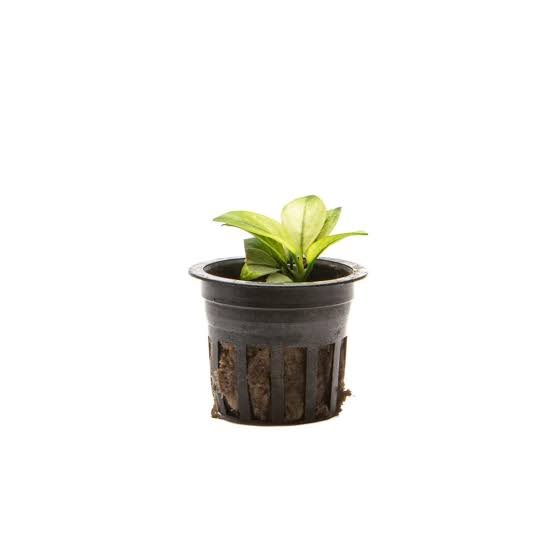Anubias Broad White