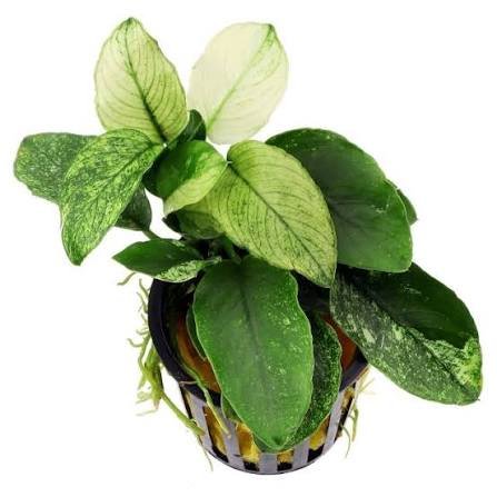 Anubias Pinto Aquarium Plant