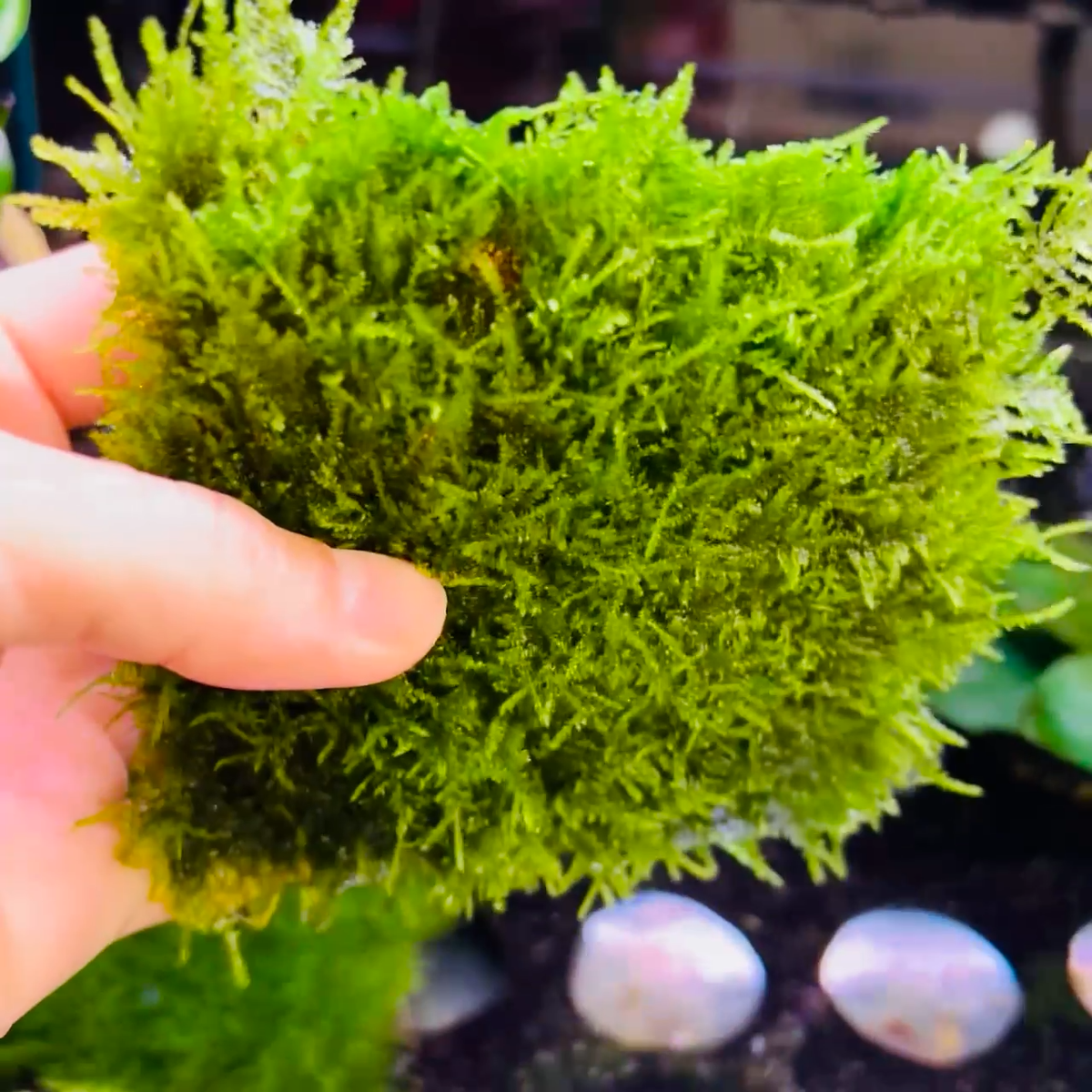 Mini Taiwan Aquatic Moss