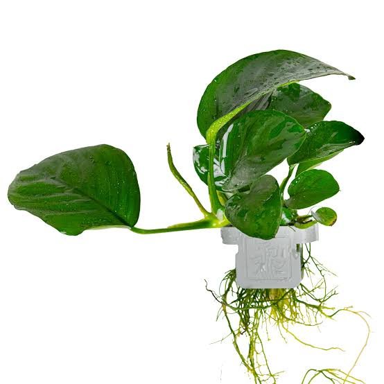 Anubias Caladifolia