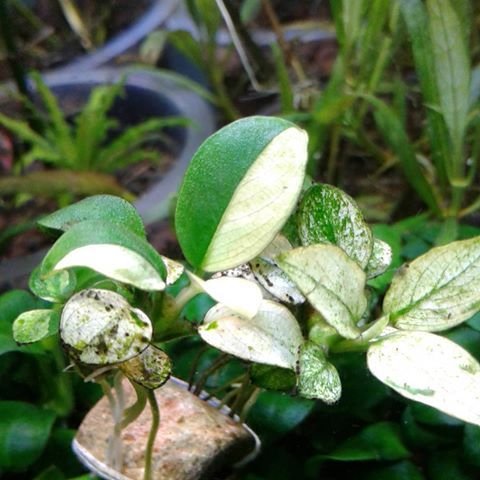 Anubias Panda King Aquarium Plant