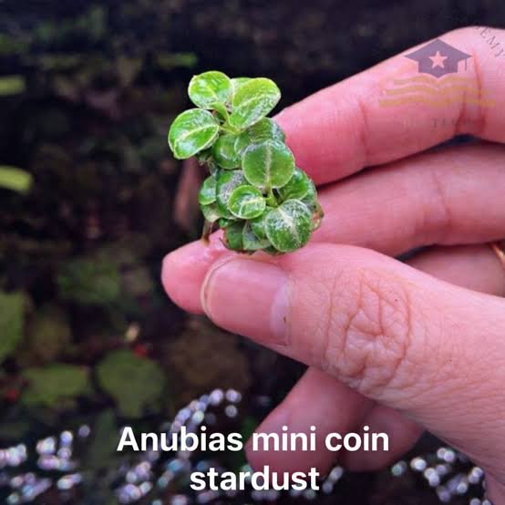 Anubias Stardust Mini Coin