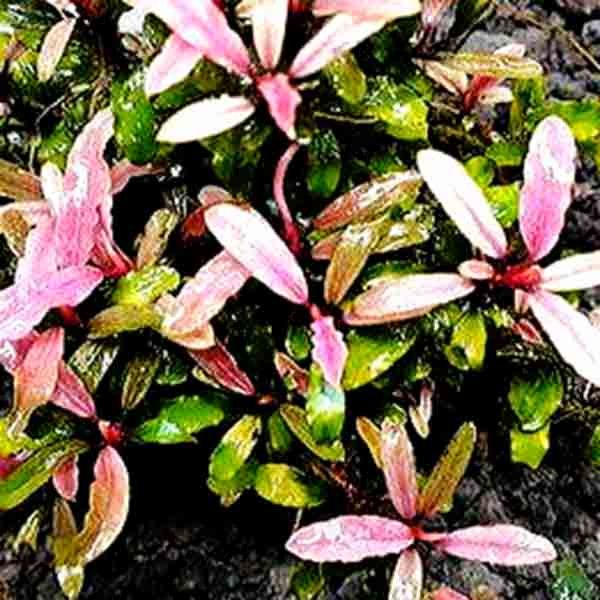 Pink Martini Bucephalandra