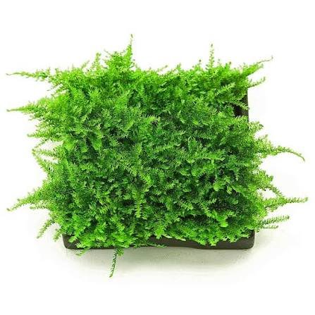 Mini Christmas Aquatic Moss
