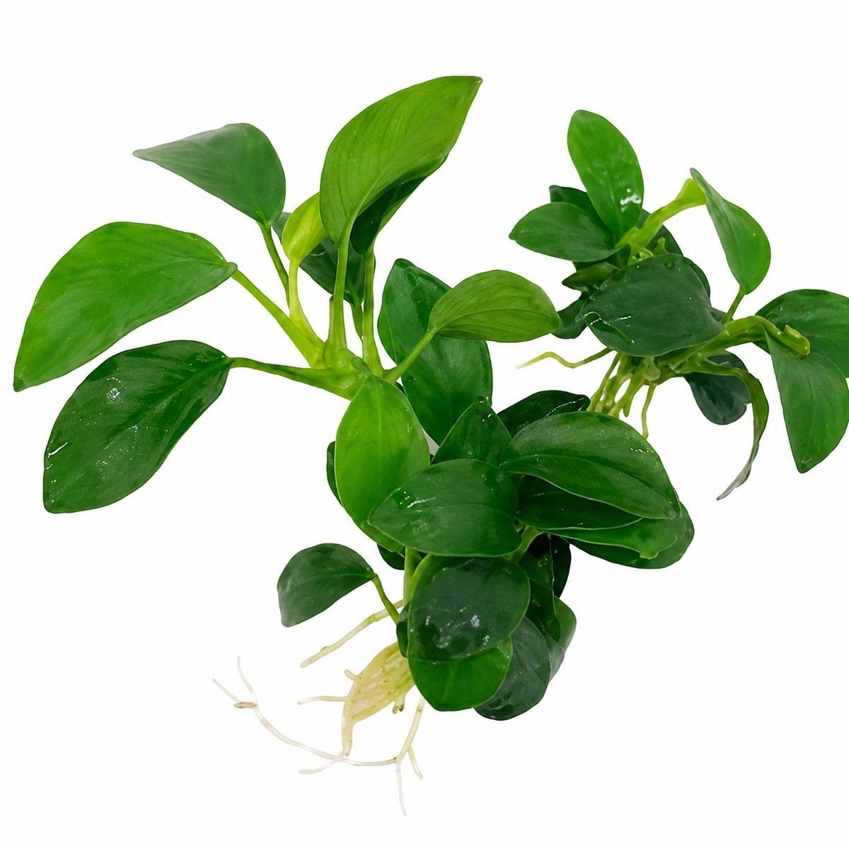 Anubias Nana Petite Gen Thai Pot