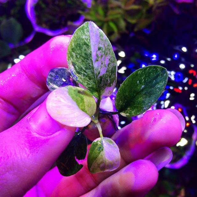 Anubias Viper Marble