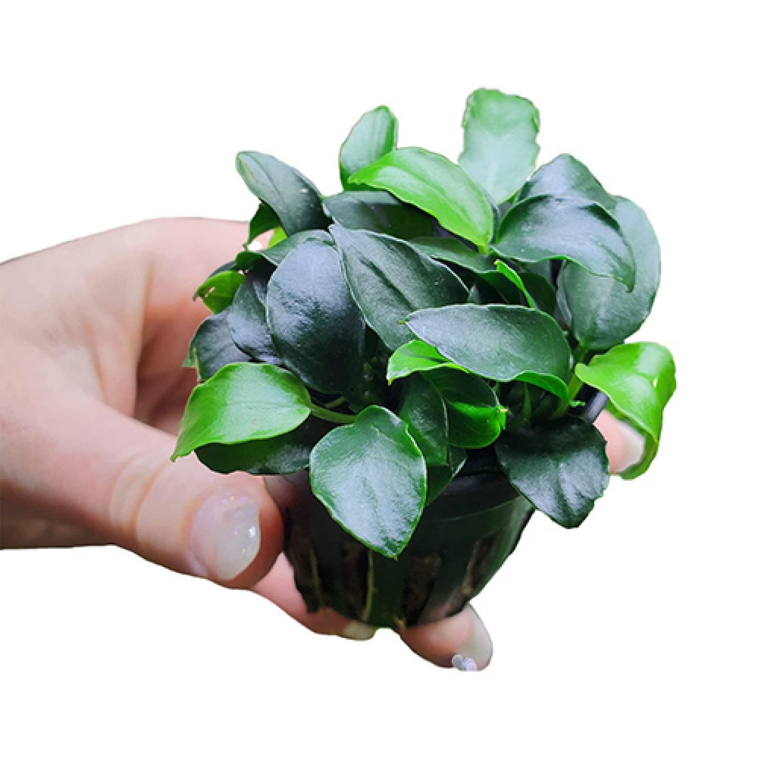 Anubias Nana Petite Japan Pot