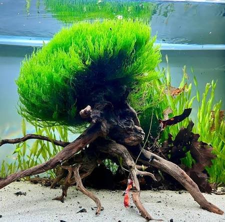 Flame Moss
