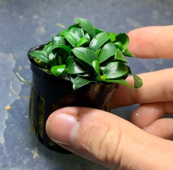 Anubias Nana Petite Pot