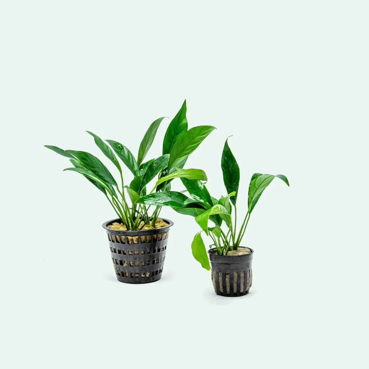 Anubias Congensis Pot