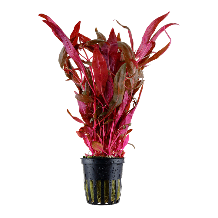 Pink Var