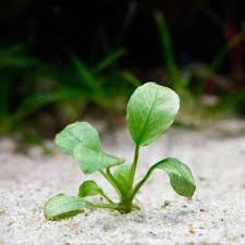 Anubias Jade Aquarium Plant