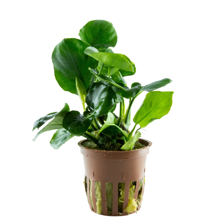 Anubias Coin Leaf XL