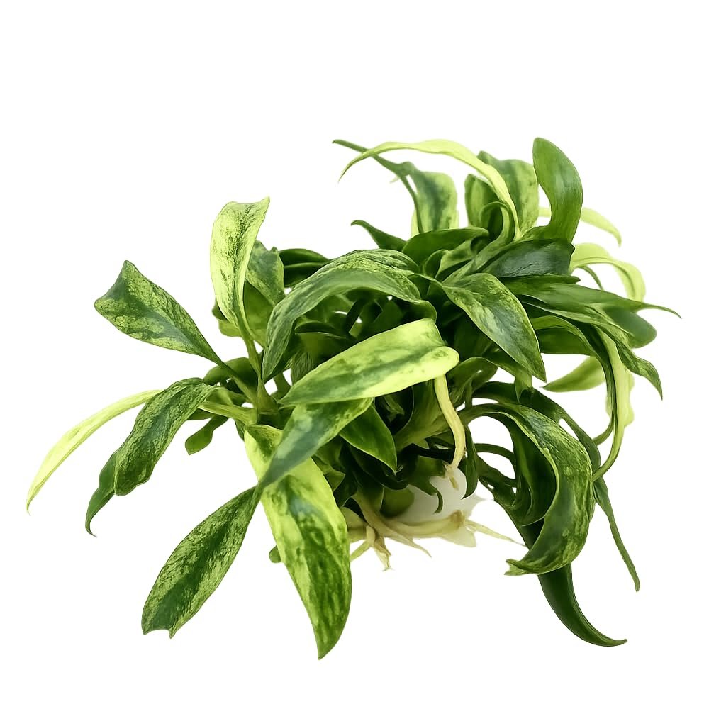 Anubias Varking Aquarium Plant