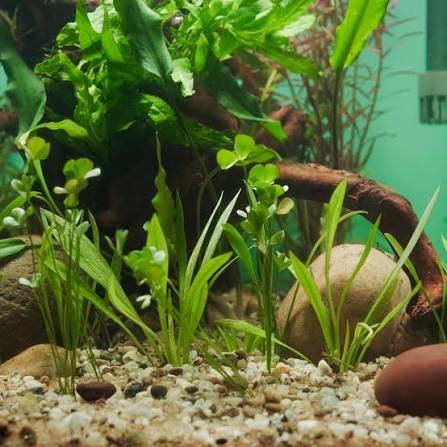 Shine Blue Aquatic Plant