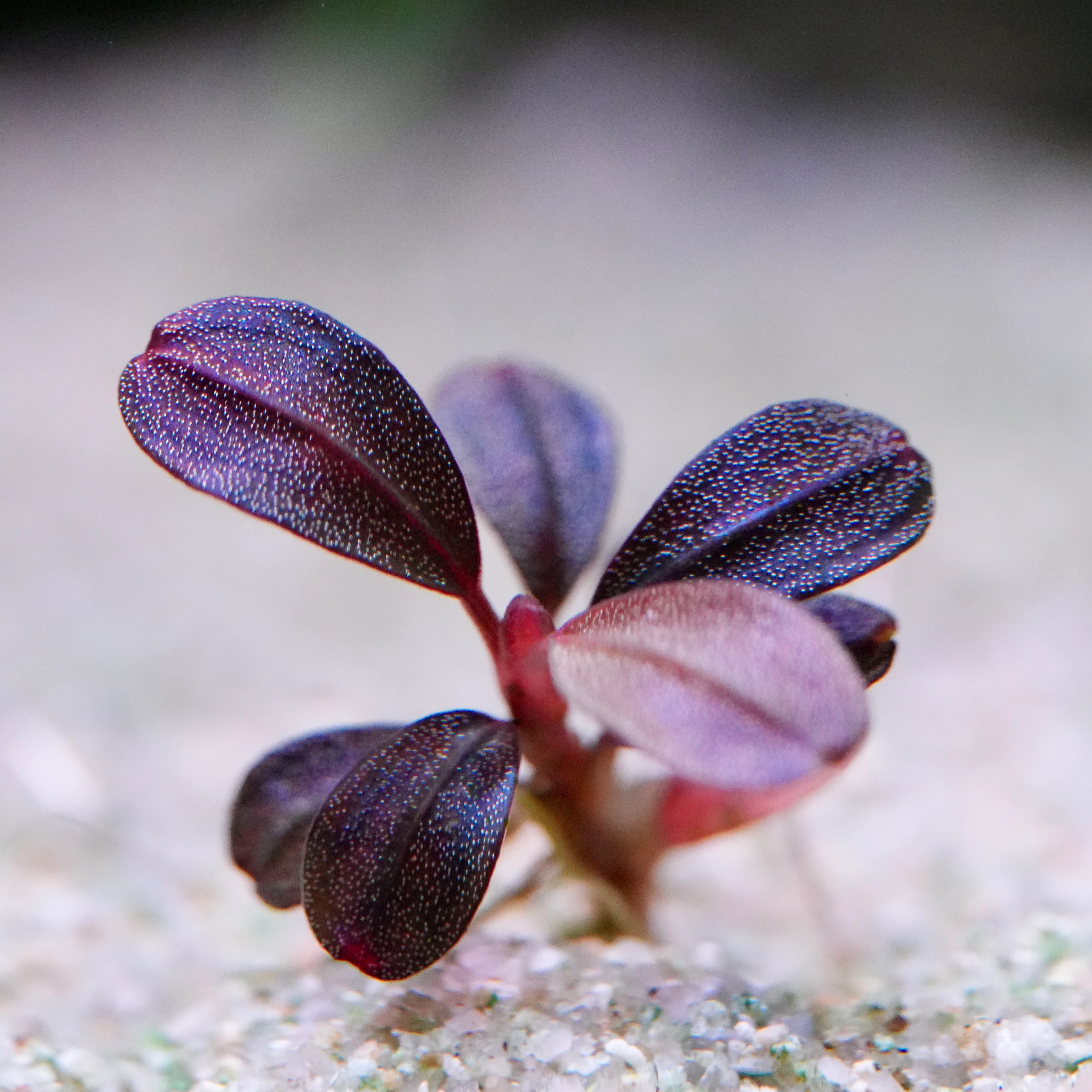 Bucephalandra Purple