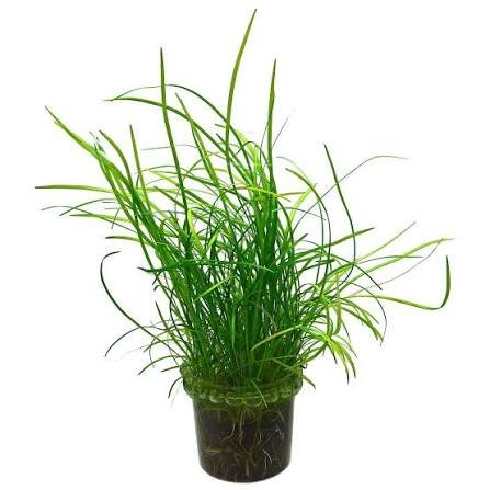 Micro Needle Aquatic Plant