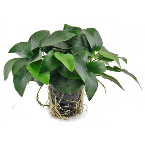 Anubias Barteri Broad Leaf Pot (2 Rhizomes)