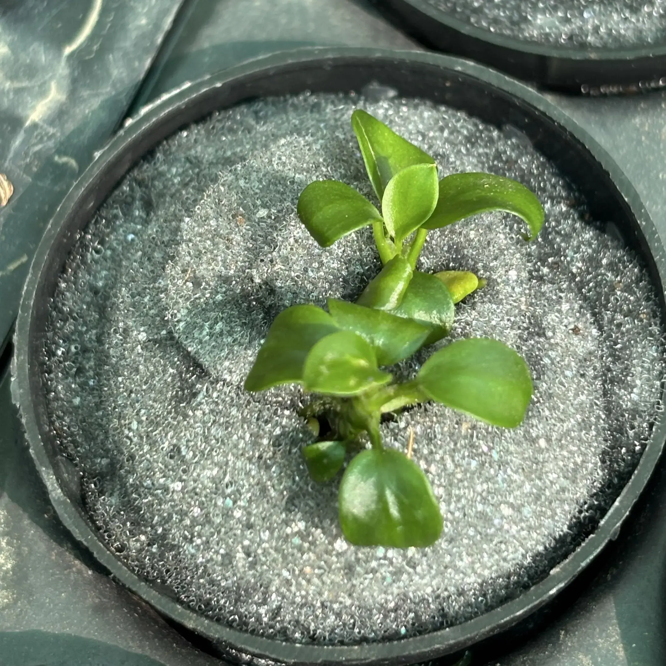 Anubias Stardust