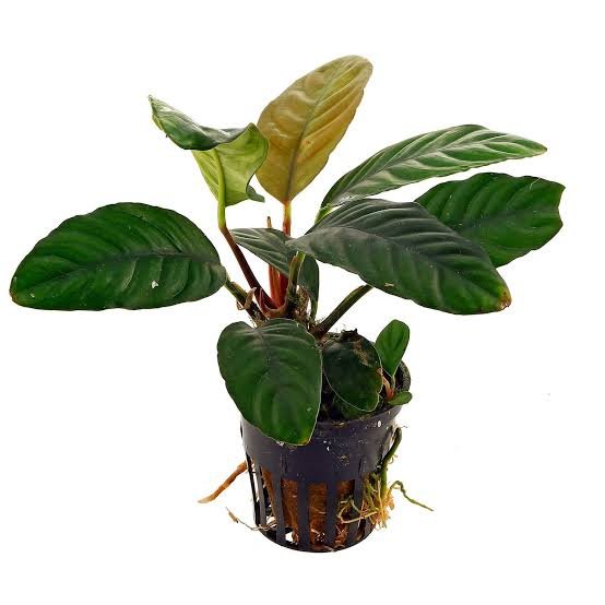 Anubias Coffeefolia Pot