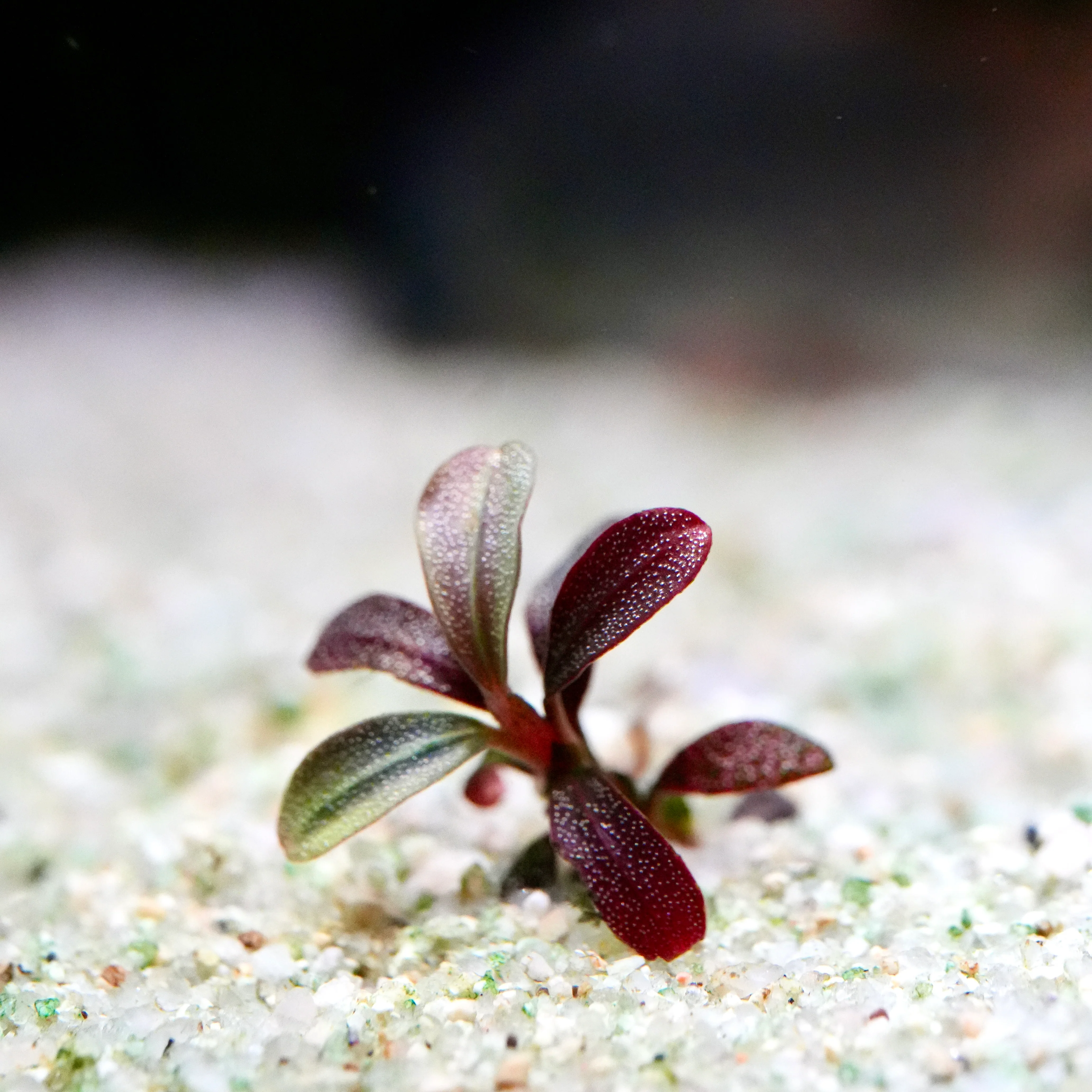 Premium Bucephalandra Aquarium Plant
