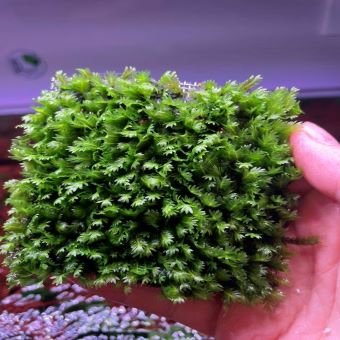 Fissidens Nobilis