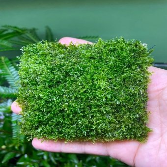 Riccardia Chamedryfolia
