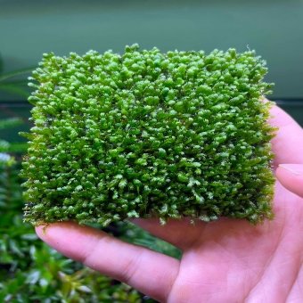 Mini Fissidens
