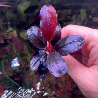 Violet Blossom