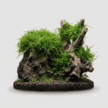 Moss