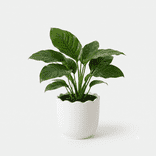 Anubias