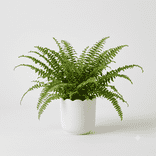Fern