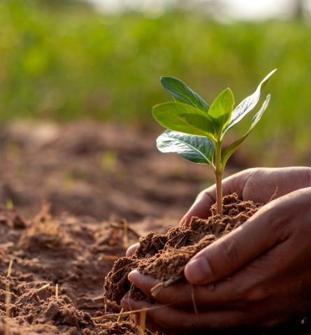 Soil & Substrate