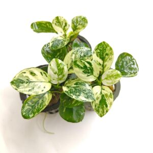 Anubias Var. King