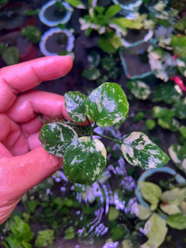 Anubias Var. King - Image 3