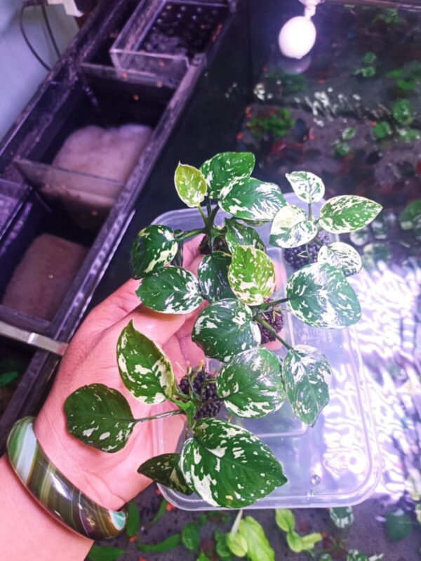 Anubias Var. King - Image 2